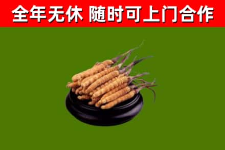 西宁烟酒回收冬虫夏草.jpg